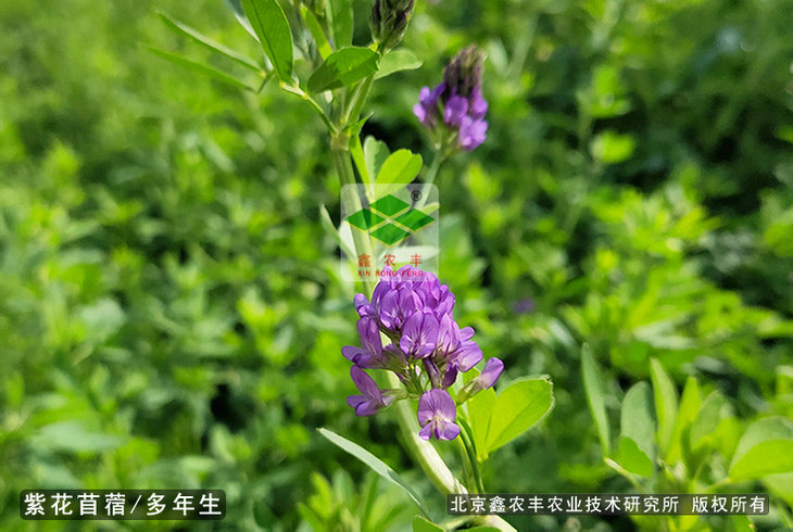 【 產品推介】素有“牧草之王”之稱的牧草品種—紫花苜蓿