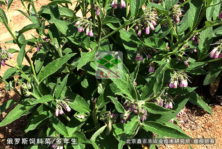 耐寒管理粗放的牧草兼綠化品種-俄羅斯飼料菜