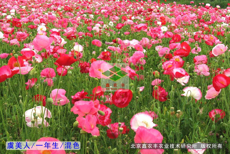 虞美人一年生虞美人麗春花種子